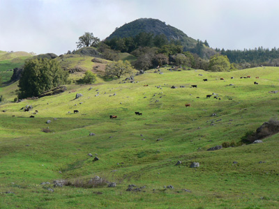 cows in a meadow